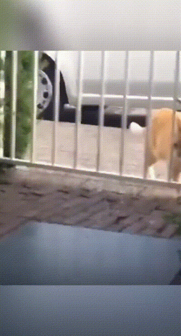 你吃过苦瓜酿香蕉吗？